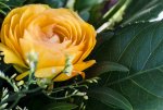 DSC_1154.jpg