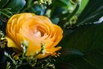 DSC_1156.jpg