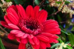 DSC_1161.jpg