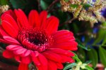 DSC_1162.jpg