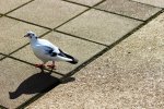 IMG_3952.jpg