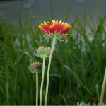 Blüte.PNG