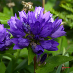 Blüte2.PNG
