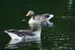DSC_4075.jpg