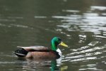 DSC_4088.jpg