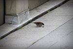 IMG_4345.JPG