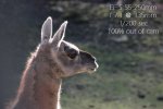 lama.JPG
