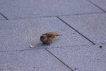 IMG_4917.JPG