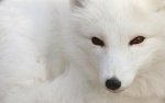 Eisfuchs.jpg