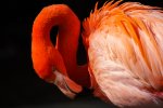 Flamingo.jpg