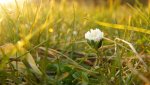DSC01687.jpg
