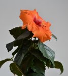 Hibiskus.jpg