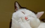 Laughing-Cat-Picture.jpg