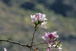 Blume (2)_1200x800.jpg