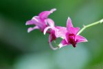 Blume (4)_1200x800.jpg
