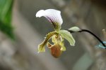 Blume (3)_1200x800.jpg