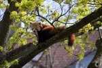 roter panda.jpg