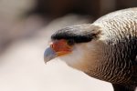 Pieper (5)_1200x800.jpg