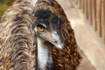 Emu.jpg
