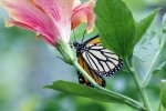 Metterling.jpg