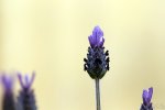 Test (3)_1200x800.jpg