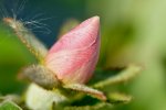 DSC_0451.JPG