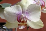 Orchidee (1).jpg