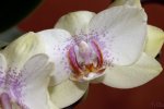 Orchidee (2).jpg