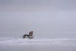 DSC_4175.jpg