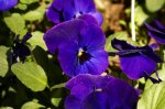 DSC06433_900.jpg
