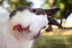 osterhase.jpg