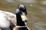 Ente.jpg