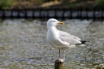 Möwe.jpg