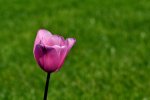 DSC_0504.JPG