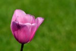 DSC_0509.JPG