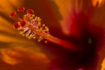 Hibiskus 01.jpg