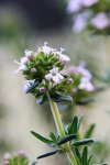 DSC_1944.jpg