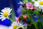 DSC_1955.jpg