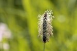 FlyPic (1).jpg