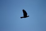 FlyPic (2).jpg
