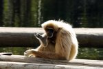 Affe (1).jpg