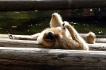Affe (2).jpg