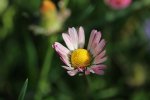 IMG_0739.JPG
