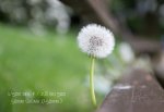 pusteblume.jpg