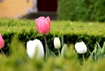 tulpe.JPG