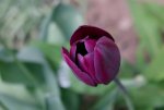 tulpen.JPG
