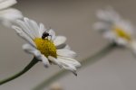 Margeriten mit Getier klein.jpg