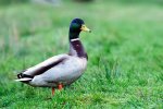 DSC_4754.jpg