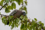 IMG_0106.jpg