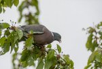 IMG_0114-3.jpg